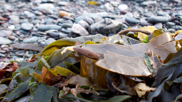 istock Seaweed along the shoreline 1027030346