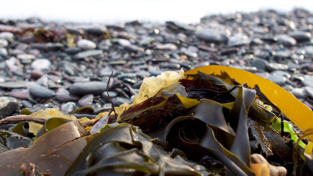 istock Seaweed along the shoreline 1027030386
