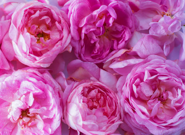 istock background of pink roses 1027040666