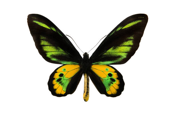 istock butterfly Schoenbergia rothshildi 1027041042