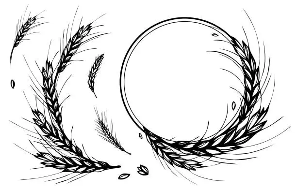 Vector illustration of Rye, barley round frame or wreath