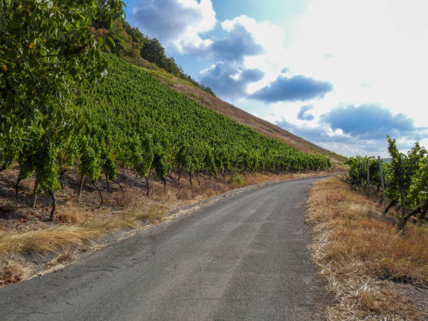 Rural landscape view to the European vineyards