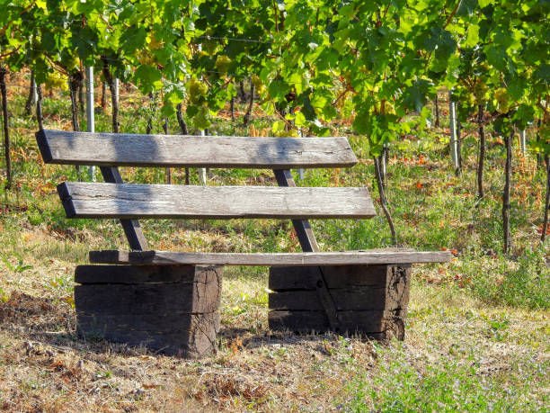 istock Lonely wooden bench in the vineyards 1027043626