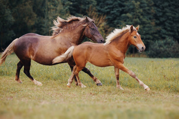 istock Mare and her foal on the summer field 1027043870