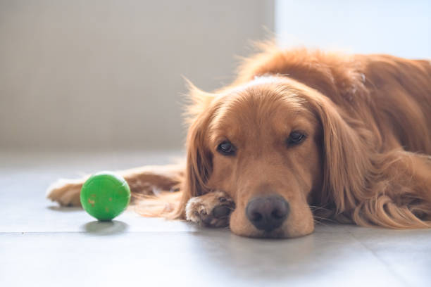 istock Golden retriever lying on the ground 1027043998