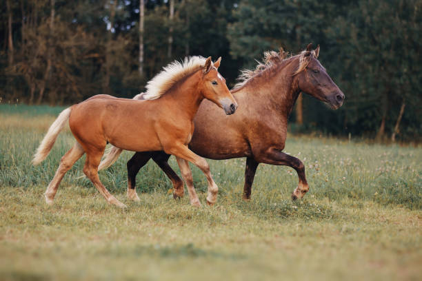 istock Mare and her foal on the summer field 1027044040