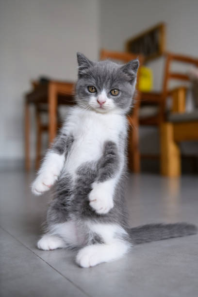 istock Cute British short hair cat 1027044124