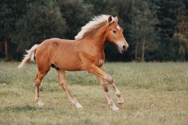 istock Little red foal on the summer field 1027044142
