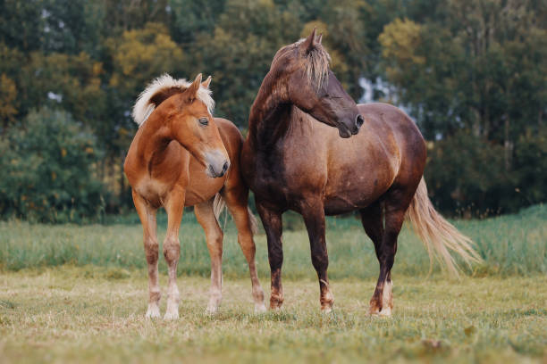 istock Mare and her foal on the summer field 1027044220