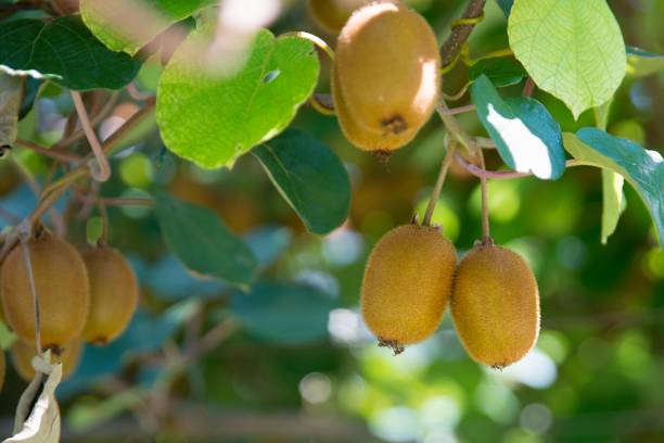istock Kiwi fruit on tree on kiwi plantation in Italy 1027051098