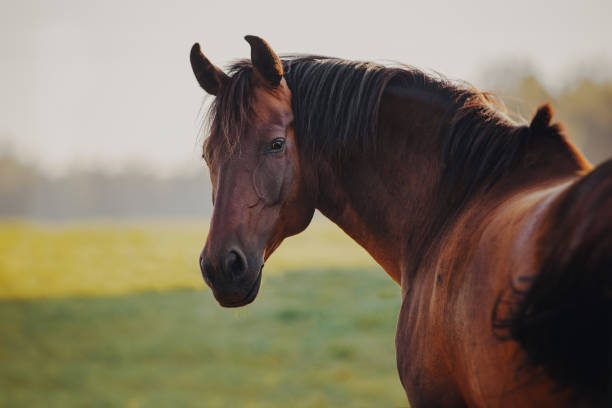 istock Portrait of a bay horse 1027051742