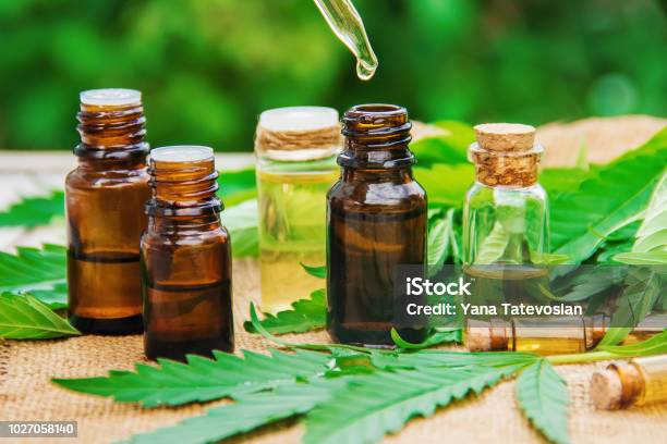 Cannabis Herb And Leaves For Treatment Broth Tincture Extract Oil Selective Focus Stock Photo - Download Image Now