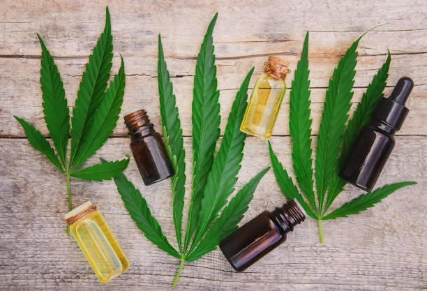 istock Cannabis herb and leaves for treatment broth, tincture, extract, oil. Selective focus. 1027059728