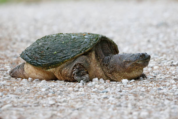 istock Female Snapping Turtle digging a nest in a gravel driveway 1027059776