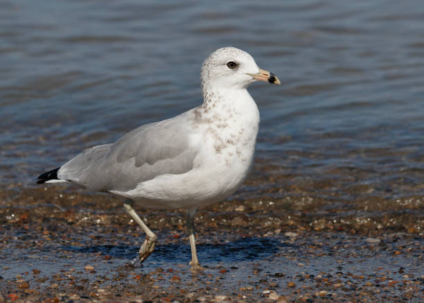 istock Ring-billed Gull foraging on a Lake Huron beach 1027060052