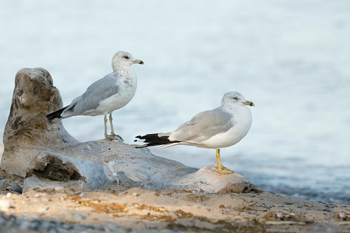 Two Ring-billed Gulls (Larus delawarensis) perched on a piece of driftwood on a Lake Huron beach - Ontario, Canada