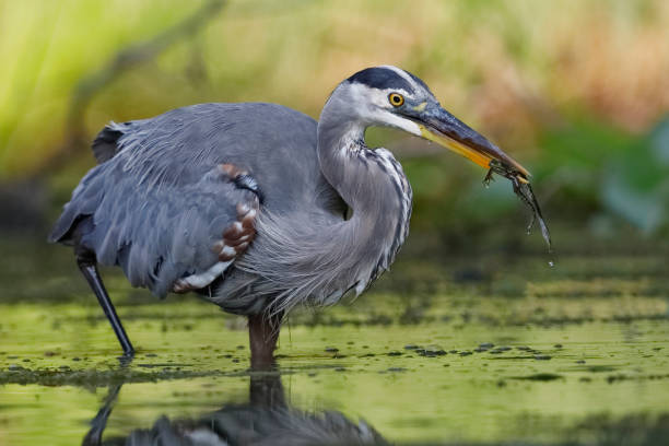 istock Great Blue Heron eating a green frog 1027062488