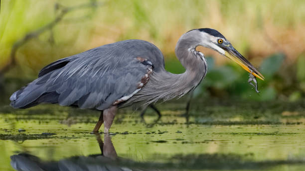 istock Great Blue Heron eating a green frog 1027062578