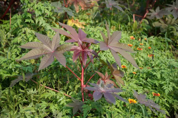 Photo of Castor Bean Plant