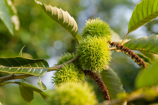 Growing chestnut tree and seeds
