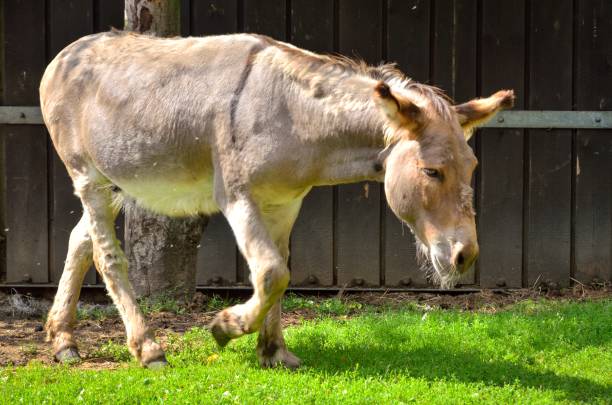 istock Animal on the grass. 1027075244