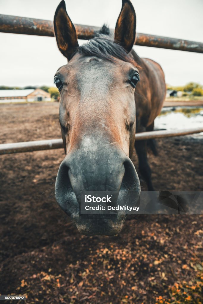 Funny Horse Looks Into Camera Wide Angle View Stock Photo - Download Image  Now - Animal, Animal Body Part, Animal Eye - iStock