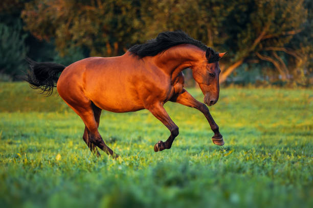 istock Bay horse gallops along the green grass at sunset 1027078872