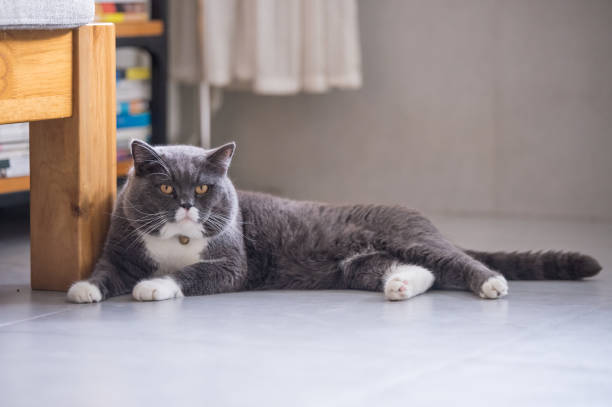 istock British short hair cat, shot indoors 1027082134