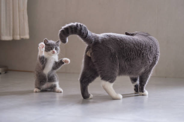 istock British short hair cat dad and Kitten 1027082428