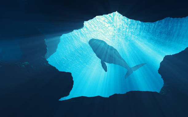 istock Underwater scene of whale deep in the ocean. 1027085870