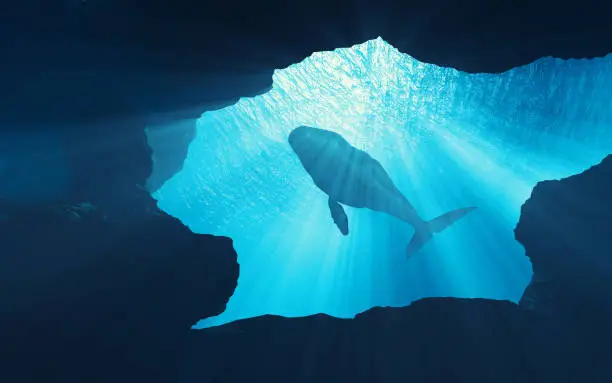 Photo of Underwater scene of whale deep in the ocean.