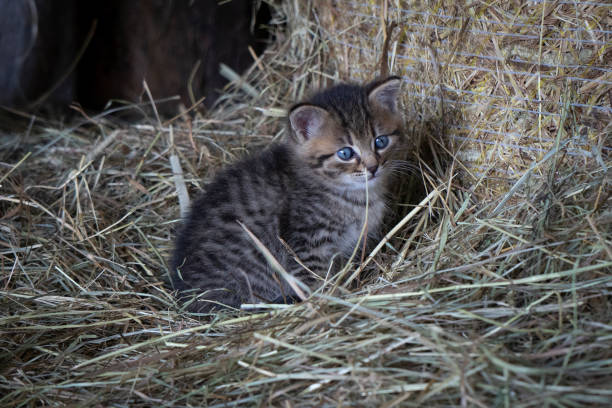 istock Cat child in the hay 1027092758