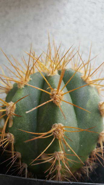My cacti collection stock photo
