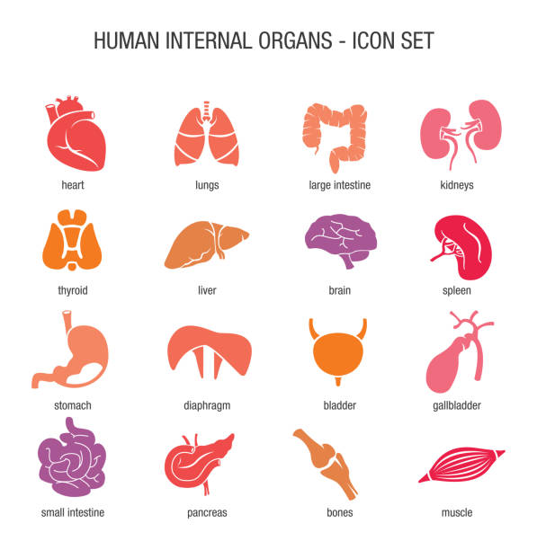 illustrazioni stock, clip art, cartoni animati e icone di tendenza di set di icone organi interni umani - organi
