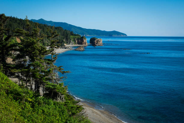 uccello del capo - isola di sakhalin foto e immagini stock