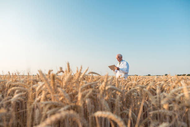 istock Agriculture scientist doing research in grain test field tracking data 1027097180