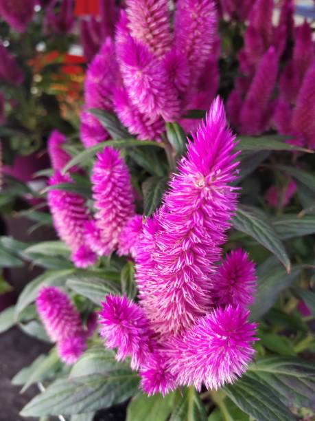 istock prince of wales feathers Flower 1027097320