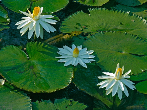 Nymphaea lotus Nymphaea lotus, the tiger lotus, white lotus or Egyptian white water-lily, is a flowering plant of the family Nymphaeaceae. white lotus stock pictures, royalty-free photos & images