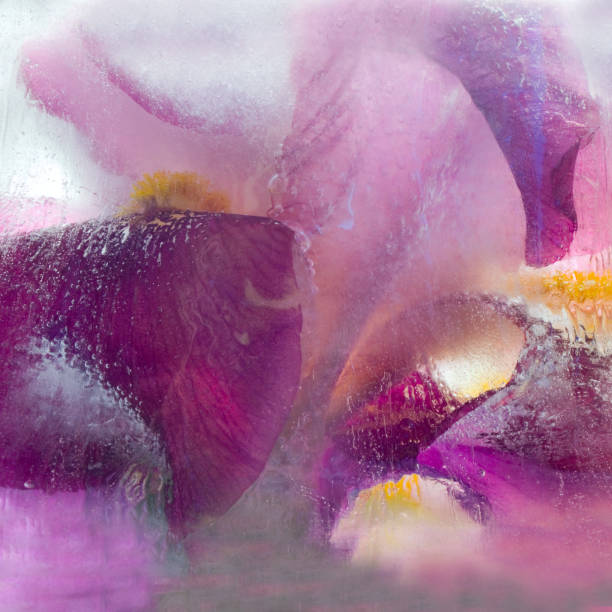 istock Background of blue iris  flower   frozen in ice 1027108146