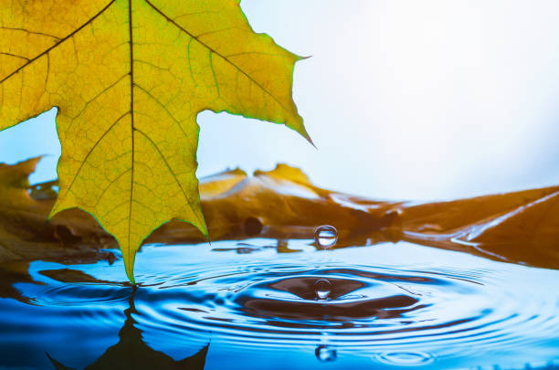 Yellow maple leaf and a drop of water in the sunlight. Toned.