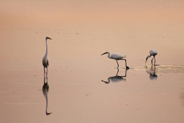 istock Egrets fishing in Sunset 1027115438