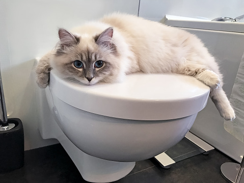 Close-up view on charming young white cat lying on the white lid of toilet inside bathroom