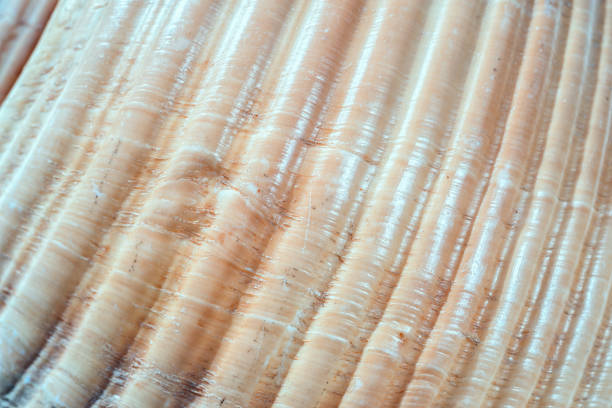 istock Natural texture background. Close-up part of seashell 1027116380