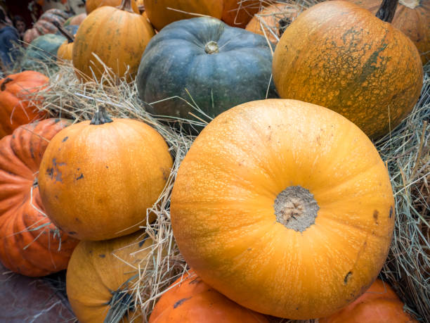 istock Many large orange pumpkins lie in the straw. 1027120778