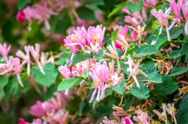 istock Beautiful blooming pink honeysuckle bush 1027121068