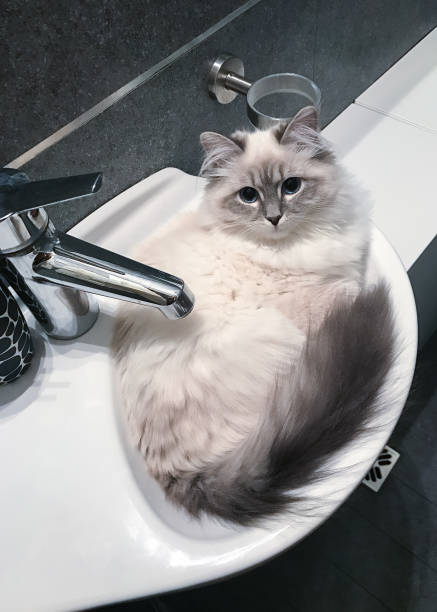 istock charming young white cat lying on the white ceramic sink inside bathroom 1027122228