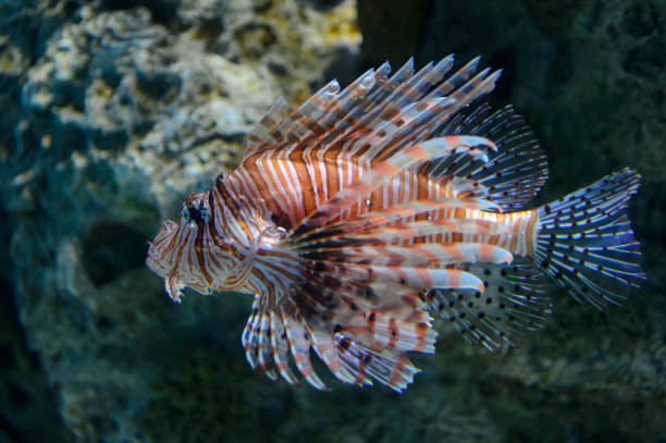 istock Beautiful lion fish wandering in the water 1027124622