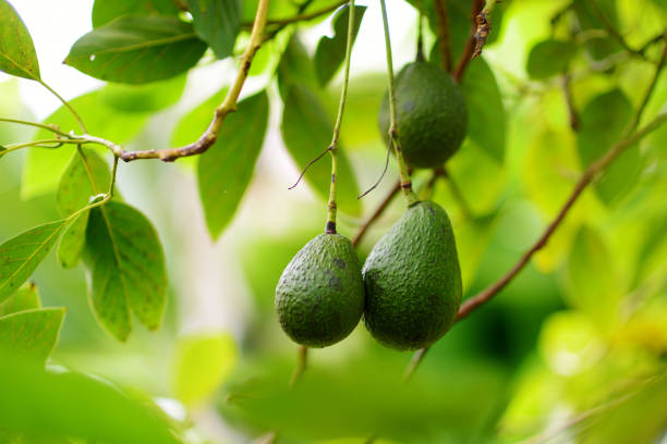 tas de frais avocats maturation sur une branche de l’avocatier - avocat légume photos et images de collection