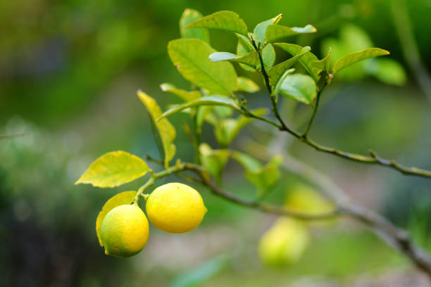 istock Bunch of fresh ripe lemons on a lemon tree branch 1027124692