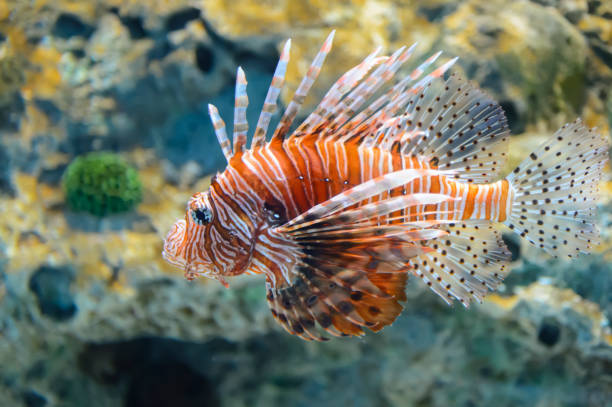 istock Beautiful lion fish wandering in the water 1027124772